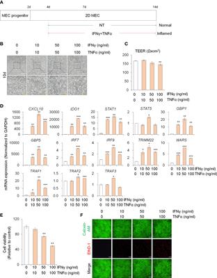 Particulate matter 10 exposure affects intestinal functionality in both inflamed 2D intestinal epithelial cell and 3D intestinal organoid models